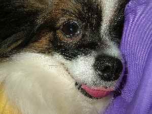 邪魔しないでくだしゃい