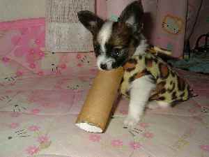 トイレットペーパーの芯