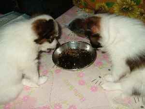 カリカリご飯の始まり♪