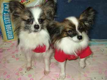 かわゆくとれまちた？