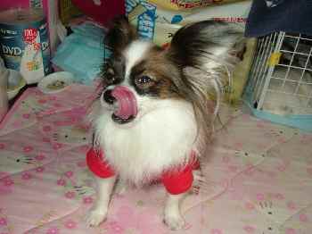 舌がなが～い！！