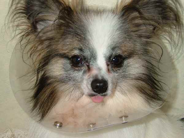 エリザベスカラー・・・