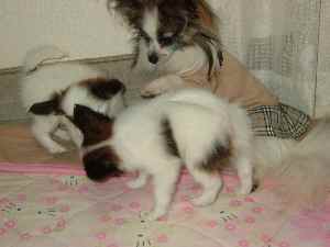 けんかは駄目じょ