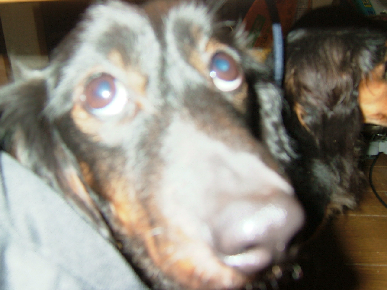 隠れているわけではないぞ