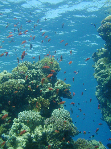 きんぎょはなだい