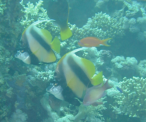 紅海版つのだし