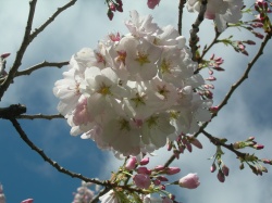 桜