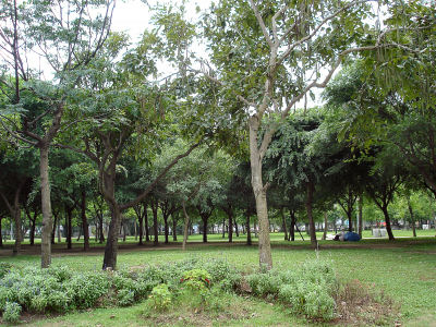 大安森林公園３.jpg