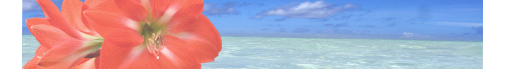赤いアマリリスと海.jpg