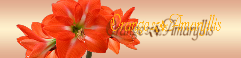 オレンジアマリリス.jpg－１.jpg