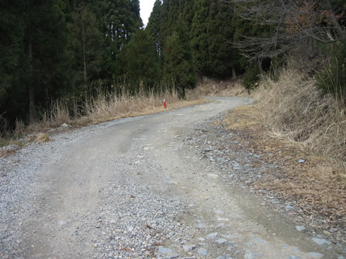 ちゃんと林道