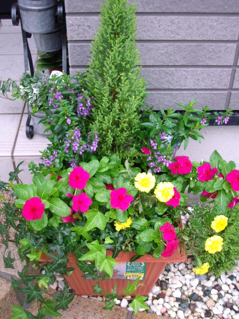 玄関前の寄せ植え 私のお庭とお花とガーデニング