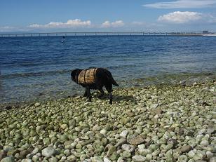 海やぁ～♪