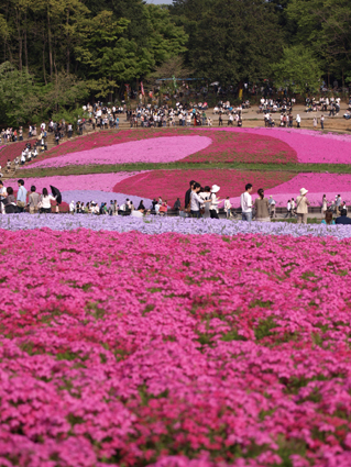 芝桜1.jpg