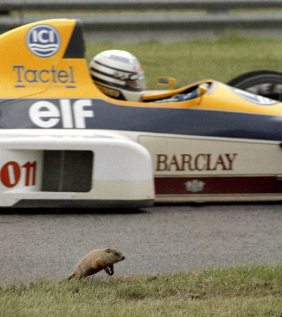 F1 & Groundhog
