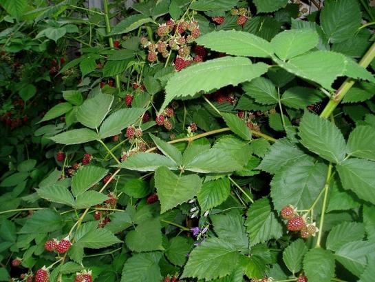 Blackberries @ Andrea