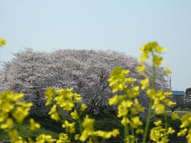 桜＆菜の花