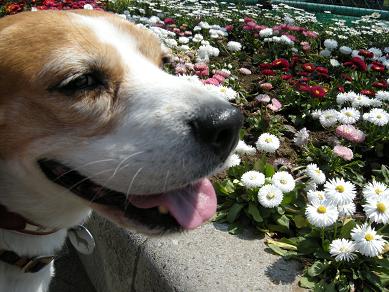 桜だけじゃない