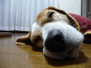 寝てるし・・・