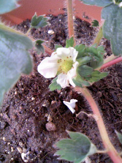 081031イチゴ開花です。.JPG