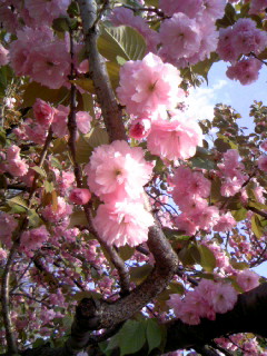 義実家近くの八重桜（拡大）