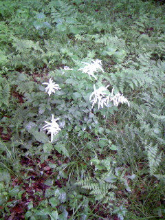 名も知らぬ花。ここにだけ存在。