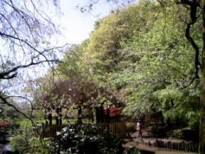 森林公園内の何気ない風景（枝垂桜は終わっちゃってました･･･）