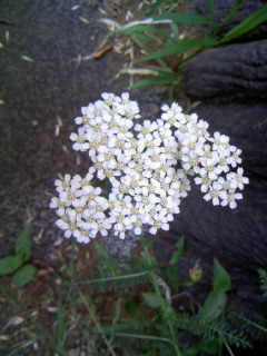 白い、小さな花。