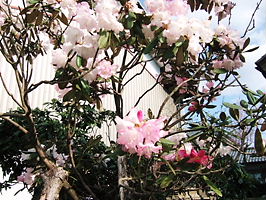 越前兜＆花2008.4.20 022.jpg