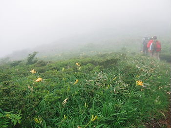 ２０１１年7月2日水芭蕉温泉センター赤兎山登山ﾆｯｺｳｷｽｹﾞ 013.jpg