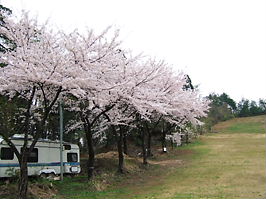 山菜採り２００８／４．１６．晴れ 021.jpg