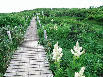 ２０１１年６月２６日赤兎山ﾆｯｺｳｷｽｹﾞ事前調査 020.jpg