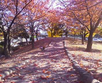 公園＊.jpg