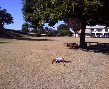 公園ドッグラン＊＊＊.jpg
