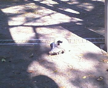 沼津ねこ＊＊＊.jpg