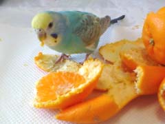 インコちゃんとはるみ2.jpg