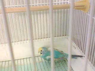 偽卵を抱卵するインコちゃん.jpg