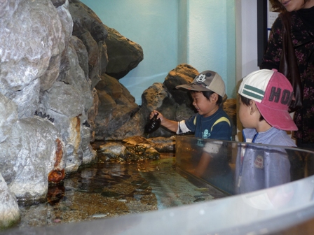 すみえファミリー水族館６.JPG