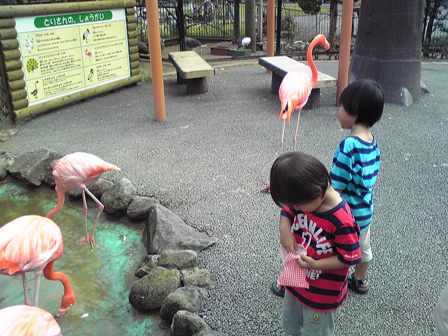 フラミンゴ.JPG