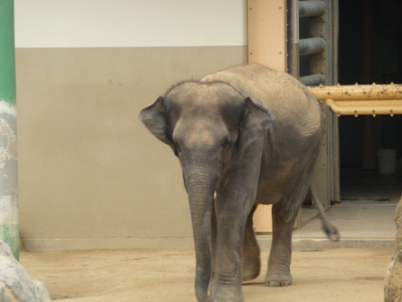 フェニックス自然動物園11.JPG