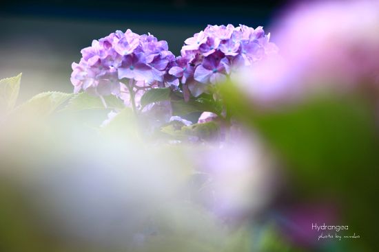紫陽花2.jpg