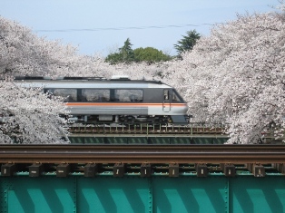 桜のトンネルを通過する列車