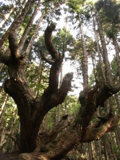 株スギの群生　２