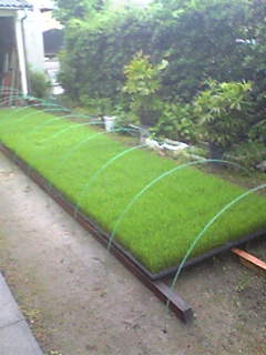 苗床 成長してくれてます