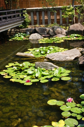 蓮池