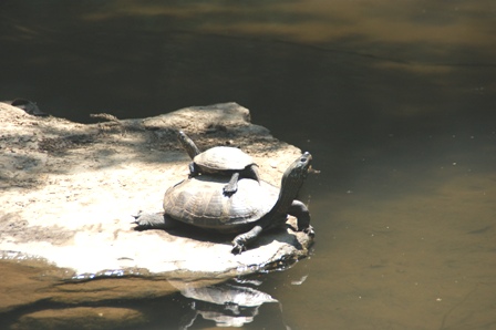 樗谿公園（おおちだにこうえん）