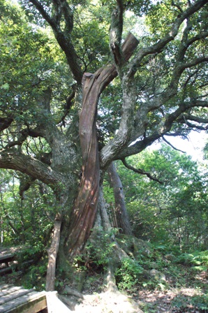 和合の樹