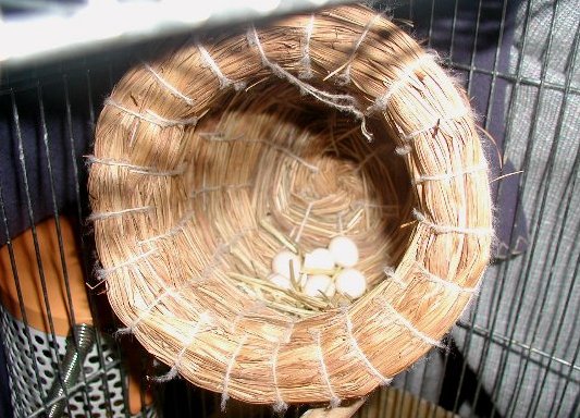 卵は６個。煮干しはどこへ行った？？