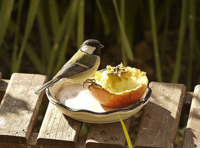 仕方なく食べてるのかも・・・