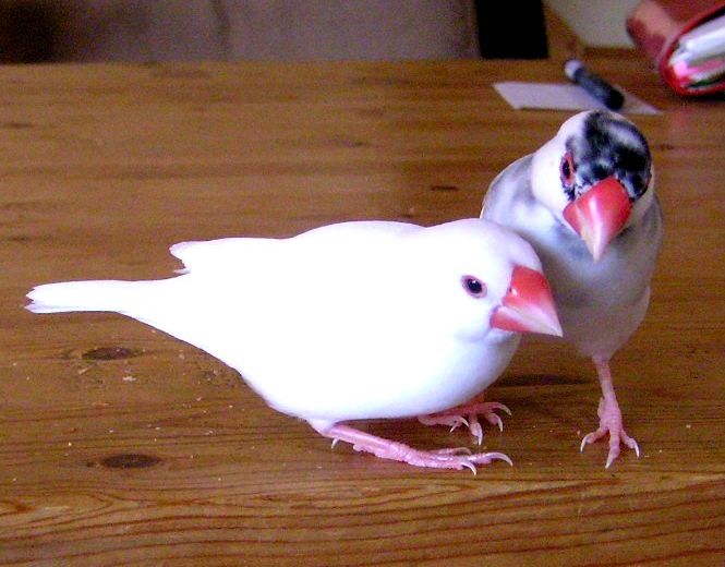 「なによッ！あたしたちの仲を裂こうとしてるわけ？！」「・・・しろさん、あし、踏んでますから・・」